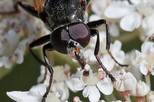 Réf. 235 642 : Myolepta dubia